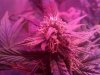 Cheese Flowering Week 3  (7).jpg