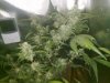 Cheese Flowering Week 3  (2).jpg