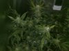 Cheese Flowering Week 3  (1).jpg
