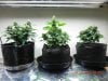 Seedsman White Widow 3 Different Ways!.jpg