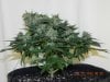 Seedsman White Widow(F.I.M'd) #2.jpg