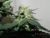 Seedsman White Widow(F.I.M'd) #3.jpg