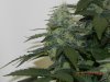 Seedsman White Widow(Topped) #8.jpg