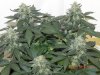 Seedsman White Widow(Topped) #9.jpg