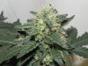 Seedsman White Widow(Topped) #13.jpg