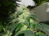 Seedsman White Widow(Uncut) #10.jpg