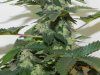 Seedsman White Widow(Uncut) #13.jpg