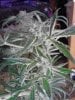 1 of 8 cola's Peyote Purple. 03-27.jpg