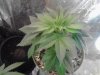 Blueberry. 03-27.jpg