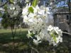 pear blossom.jpg