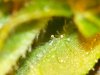 Trich~CHCK~#7~DY~85 & #8~DY51-08-10-05@1 015.jpg