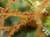 Trich~CHCK~#7~DY~85 & #8~DY51-08-10-05@1 079.jpg
