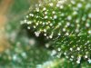 Trich~CHCK~#7~DY~85 & #8~DY51-08-10-05@1 084.jpg