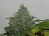 Delicious Seeds Critical Jack Herer Secondary Budsite Dankness!.jpg