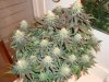 5 week flower 6.jpg