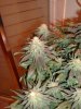 5 week flower 7.jpg