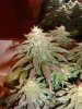 5 week flower 12.jpg