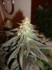 5 week flower 5.jpg