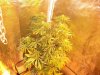 Herb Man Hustling  Week 4 Flowering 019.jpg