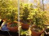 Herb Man Hustling  Week 4 Flowering 002.jpg