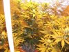 Herb Man Hustling  Week 4 Flowering 007.jpg