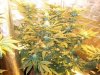 Herb Man Hustling  Week 4 Flowering 037.jpg