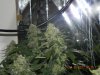 Seedsman White Widow(Topped) - Cola Love.jpg