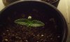 Seedling Week 1.jpg