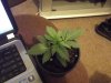 Seedling Week 2.jpg