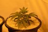 Berry Ryder at 25 days from seed 2.jpg