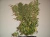 Lemon skunk F 007.jpg