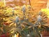 Herb Man Hustling  Week 4 Flowering 023.jpg