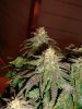 6 week flower 2.jpg