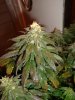 6 week flower 3.jpg