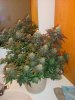 6 week flower 5.jpg