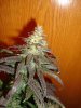 6 week flower 6.jpg