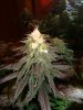 6 week flower 7.jpg