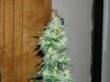 first_grow_164.jpg