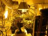 All The Damn FANS! Like My Growroom Is Famous LoL.jpg