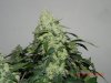 Seedsman White Widow - Cola Close Up.jpg