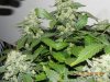 Seedsman White Widow - Cola Size #2.jpg