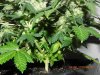 Seedsman White Widow - Formation.jpg