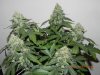 Seedsman White Widow - Side View Close Up.jpg