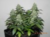 Seedsman White Widow - Side View.jpg