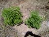 IMG-20130409-00351.jpg