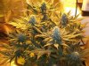 Herb Man Hustling  Week 5 Flowering 009.jpg