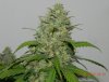 Bagseed Sexiness #2.jpg