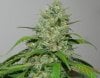 Bagseed Sexiness #3.jpg