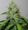 Bagseed Sexiness #4.jpg