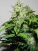 Bagseed Sexiness #5.jpg